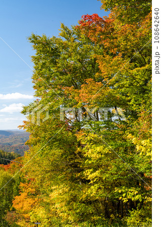 紅葉のカラマツ林と南の山並み カナダ ケベック州 モントランブラン 紅葉のカラマツ林と南の山並み カナダ ケベック州 モントランブラン 108642640
