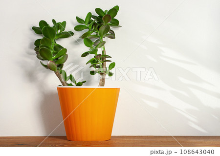 Succulent plant in orange pot. Creative reindeer with green horns in minimal style. Minimalistic home decor,urban jungle Succulent plant in orange pot. Creative reindeer with green horns in minimal style. Minimalistic home decor,urban jungle 108643040
