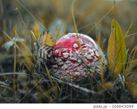 Amanita muscari psychoactive toadstool Fly agaric red-headed hallucinogenic toxic mushroom with white dots autumn forest Amanita muscari psychoactive toadstool Fly agaric red-headed hallucinogenic toxic mushroom with white dots autumn forest 108643099