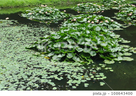上渋井蓮園 108643400