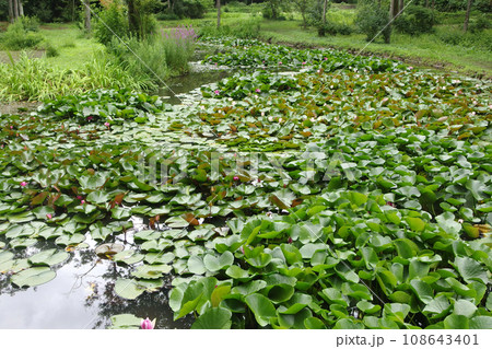 塙町　スイレン 108643401