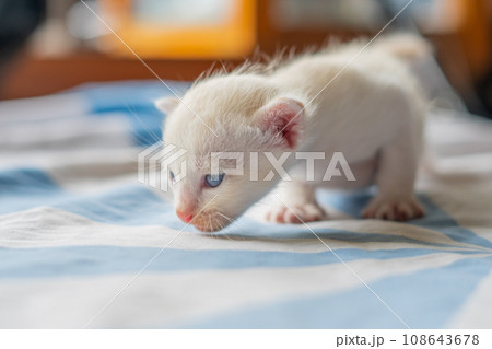 White cat with blue eyes White cat with blue eyes 108643678