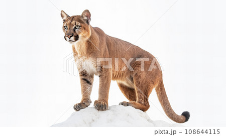 白背景のピューマ 白背景のピューマ 108644115