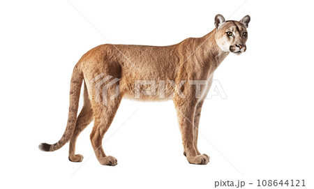 白背景のピューマ 白背景のピューマ 108644121
