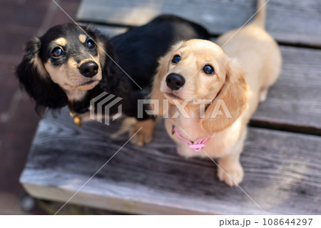 公園で遊ぶ仔犬 カニンヘンダックスフンド 公園で遊ぶ仔犬 カニンヘンダックスフンド 108644297
