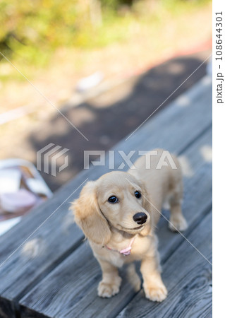 公園で遊ぶ仔犬 カニンヘンダックスフンド 公園で遊ぶ仔犬 カニンヘンダックスフンド 108644301