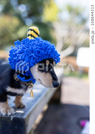 鬼の被り物のコスプレをするダックスフンド　節分 108644315