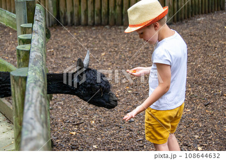 Boy is giving vegetables to brown alpaca in the farm Boy is giving vegetables to brown alpaca in the farm 108644632