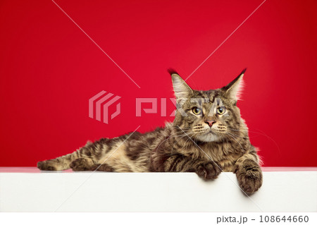 Domestic, tabby cat, Maine Coon looking seriously or angry lying on white table isolated red studio background. 108644660