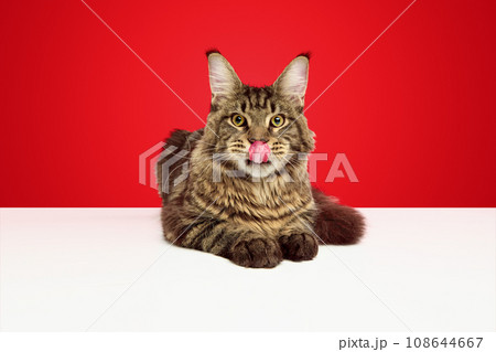 Close up portrait of funny domestic cat, pet, Maine Coon with tongue out on white table isolated red studio background. 108644667