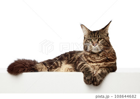 Gorgeous, cat lie down in aristocratic, elegant pose looking in camera isolated white studio background. Gorgeous, cat lie down in aristocratic, elegant pose looking in camera isolated white studio background. 108644682