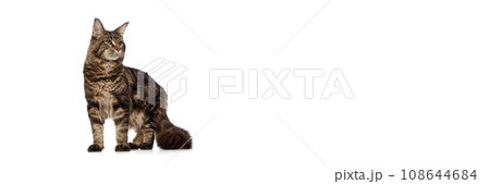 Banner. Studio portrait of tabby cat, Maine Coon looking away stands isolated white studio background. Banner. Studio portrait of tabby cat, Maine Coon looking away stands isolated white studio background. 108644684