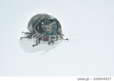 rhinoceros crawling on white background 108644927