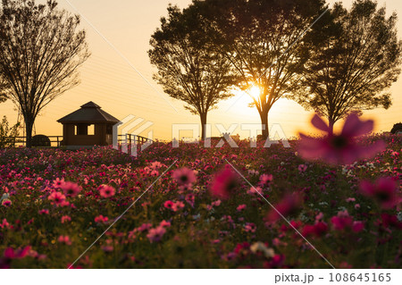 愛知牧場、夕陽に染まるコスモス畑〈愛知県日進市〉 108645165