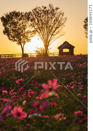 愛知牧場、夕陽に染まるコスモス畑〈愛知県日進市〉 愛知牧場、夕陽に染まるコスモス畑〈愛知県日進市〉 108645171