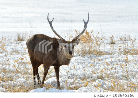 エゾジカ、野付半島、北海道 108645266