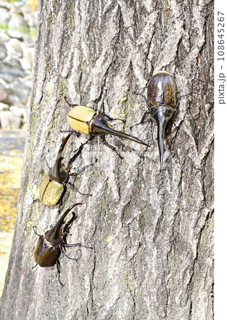 外国産昆虫 108645267