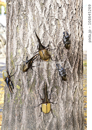 外国産昆虫 外国産昆虫 108645269