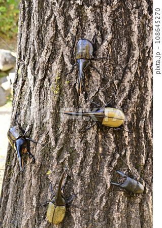 外国産昆虫 108645270