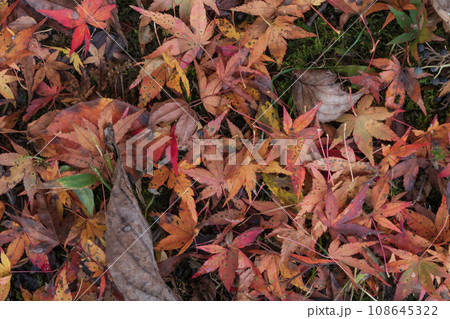ぬれ落ち葉・晩秋 イメージ 108645322