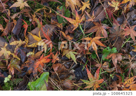 ぬれ落ち葉・晩秋 イメージ ぬれ落ち葉・晩秋 イメージ 108645325