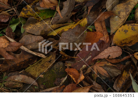 ぬれ落ち葉・晩秋 イメージ 108645351