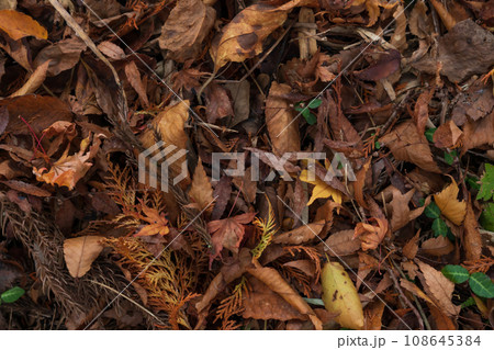 ぬれ落ち葉・晩秋 イメージ ぬれ落ち葉・晩秋 イメージ 108645384