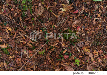ぬれ落ち葉・晩秋 イメージ ぬれ落ち葉・晩秋 イメージ 108645395