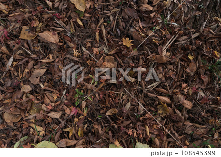 ぬれ落ち葉・晩秋 イメージ 108645399