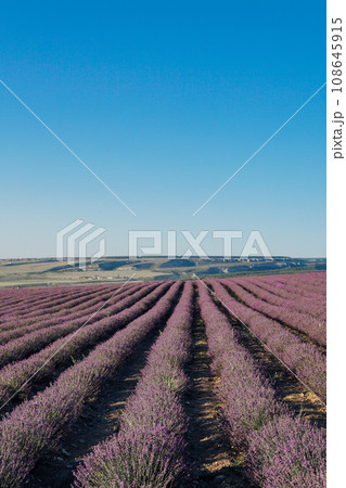 lavender field purple flowers in nature park lavender field purple flowers in nature park 108645915