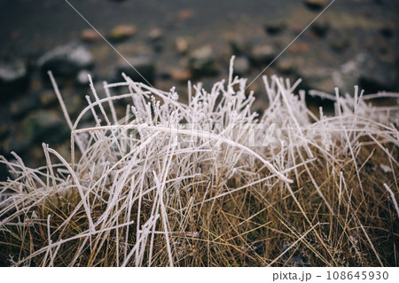 Beautiful closeup of frozen grass by the sea in winter Beautiful closeup of frozen grass by the sea in winter 108645930