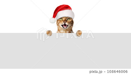 A joyful cat in a Santa hat smiles and looks out from behind a gray wall. 108646006