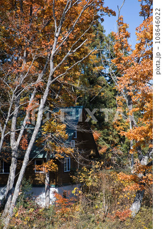 11月の色鮮やかに紅葉している別荘地 11月の色鮮やかに紅葉している別荘地 108646022