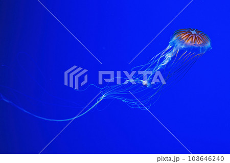 macro photography underwater northern sea nettle or brown jellyfish jellyfish macro photography underwater northern sea nettle or brown jellyfish jellyfish 108646240