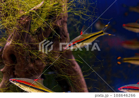 Underwater shot of the Sahyadria denisonii fish 108646266