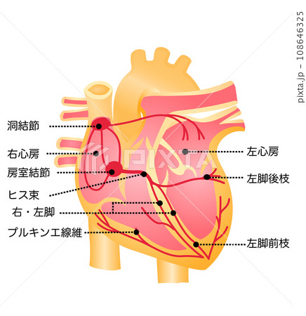 心臓のイラスト（刺激伝導系）のイラスト素材 [108646325] - PIXTA