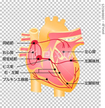 心臓のイラスト（刺激伝導系）のイラスト素材 [108646325] - PIXTA
