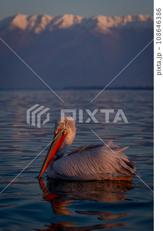 Dalmatian pelican swimming on lake near mountains 108646386