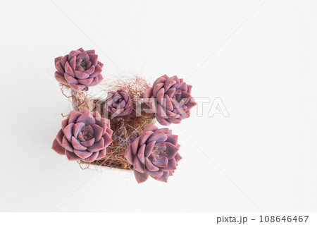 Graptoveria Debbie flower rosette, top view. Succulent houseplant in pot on white background 108646467