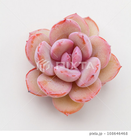 Natural pink succulent rosette houseplant flower on white, closeup top view 108646468