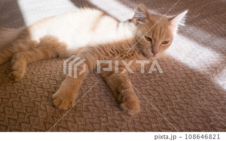 Red cat sleeps on a duvan in the sun's rays of light. the concept of a cozy home and vacation, a cute ginger or ginger kitten 108646821