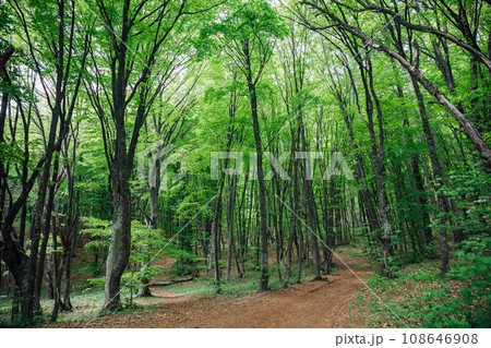 dense green forest with tall trees nature travel hiking 108646908