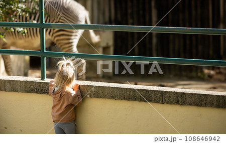 Curious Little Girl Captivated by Zebra Stripes Through Fence Curious Little Girl Captivated by Zebra Stripes Through Fence 108646942