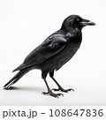 Dark portrait of black crow bird. Black raven against on white background. 108647836