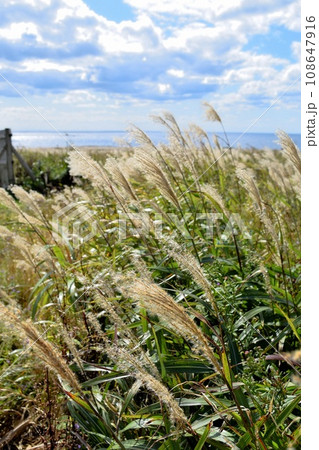 すすきの穂が風に揺れる風景（青空背景） 108647916