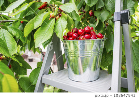 Bucket of cherries on the top of ladder on cherry branches background 108647943