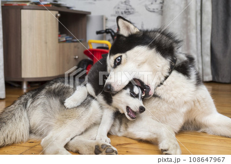 Two husky dogs are playing indoor at home. Mother dog playing with her little puppy 108647967