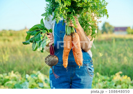 Close-up harvest of carrots and beets in hands of female farmer, farmer's market 108648050