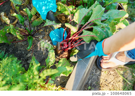 Close-up of beet in hands of female farmer, farmer's market Close-up of beet in hands of female farmer, farmer's market 108648065