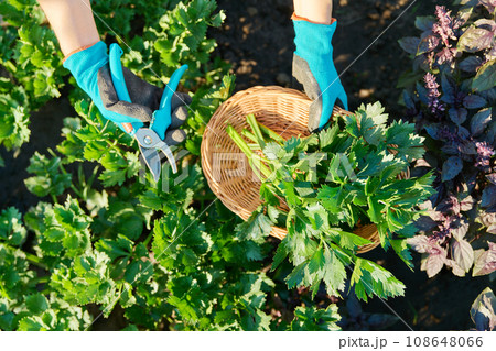 Farmer's hands cutting celery leaves in basket with pruning shears Farmer's hands cutting celery leaves in basket with pruning shears 108648066